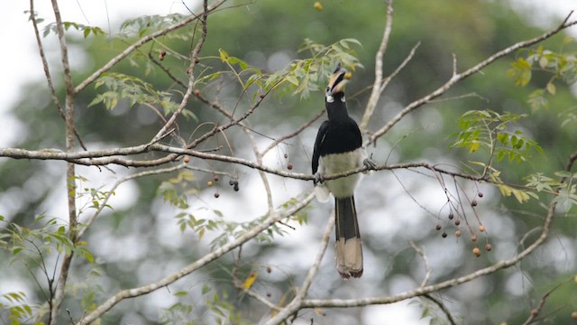 Oriental Pied-Hornbill - ML623329575