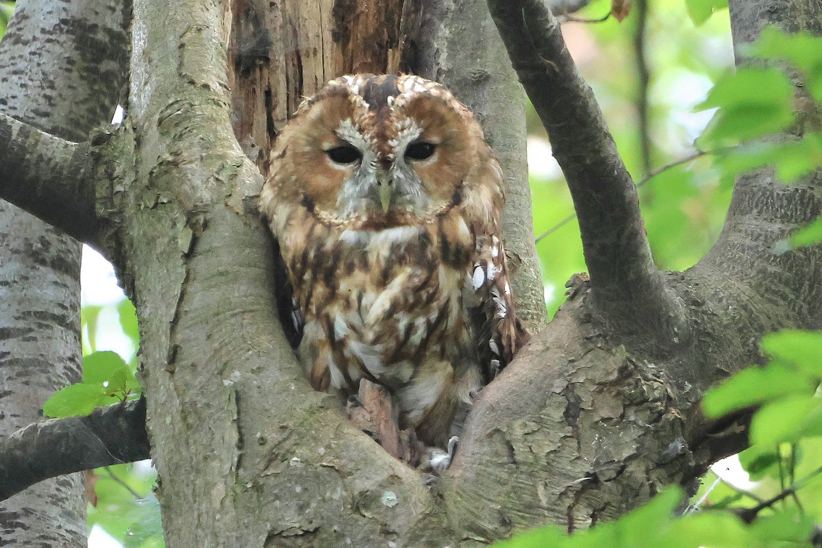 Tawny Owl - Kai Wess