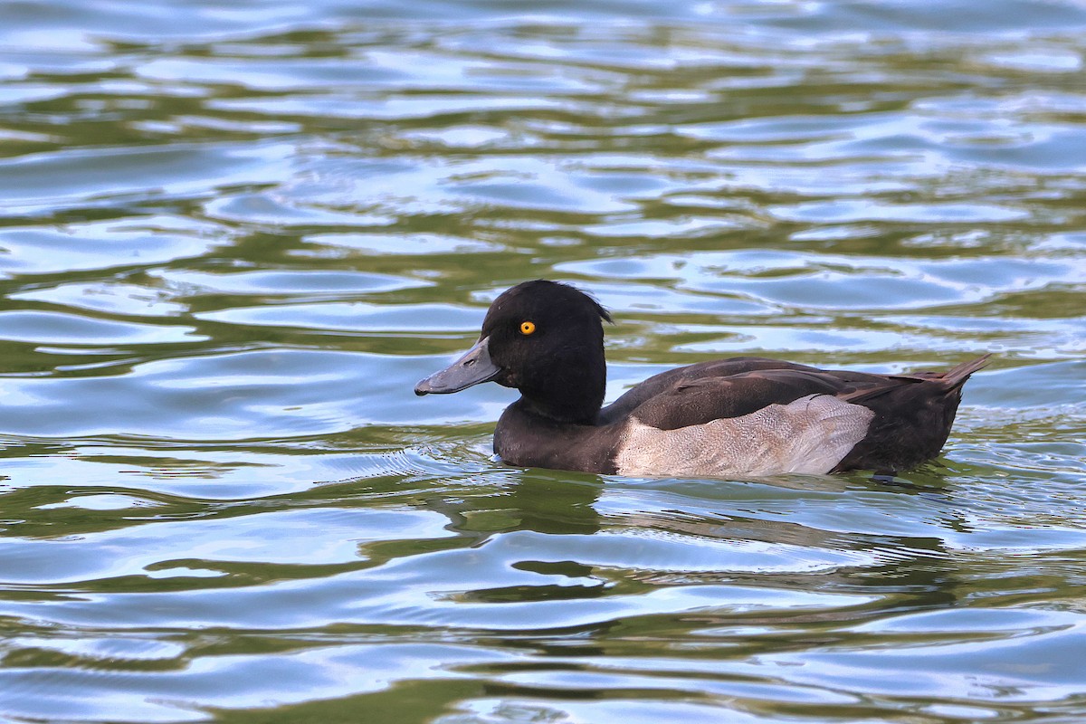 Tufted Duck - ML623329642