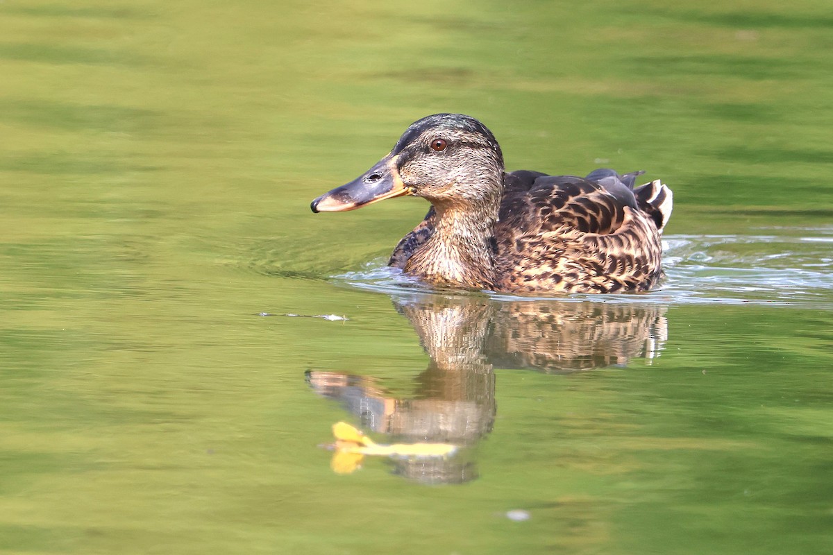 Mallard - ML623329650