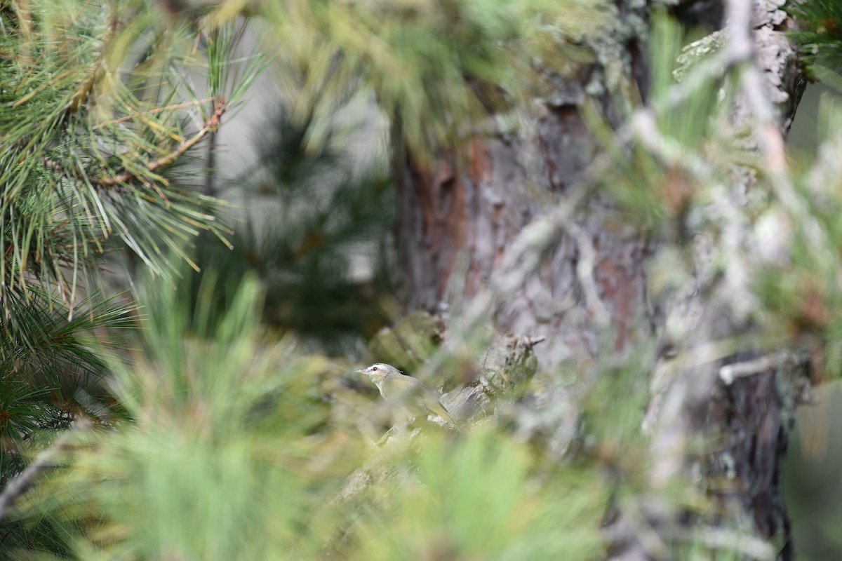 rødøyevireo - ML623329695