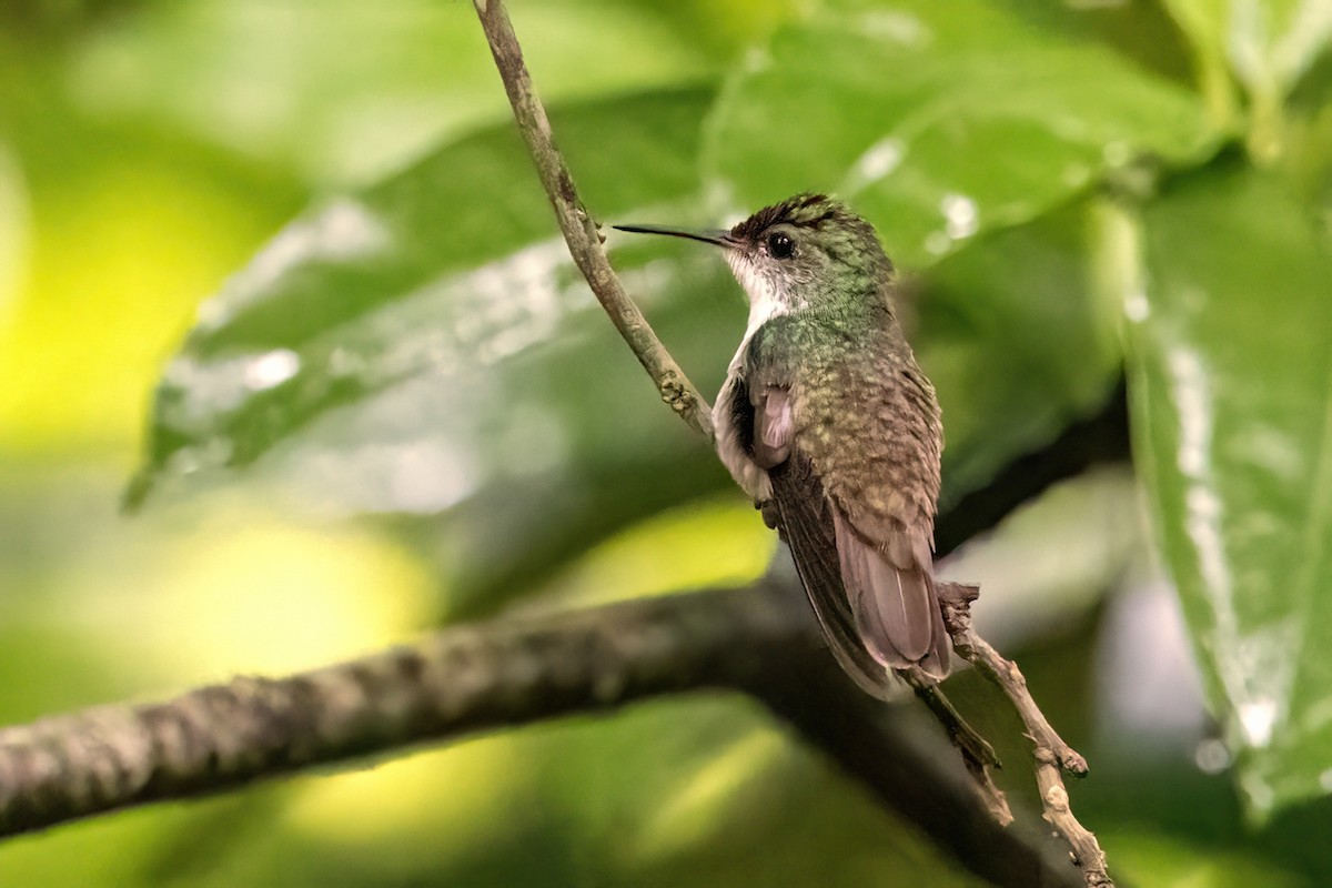 White-bellied Emerald - ML623329809