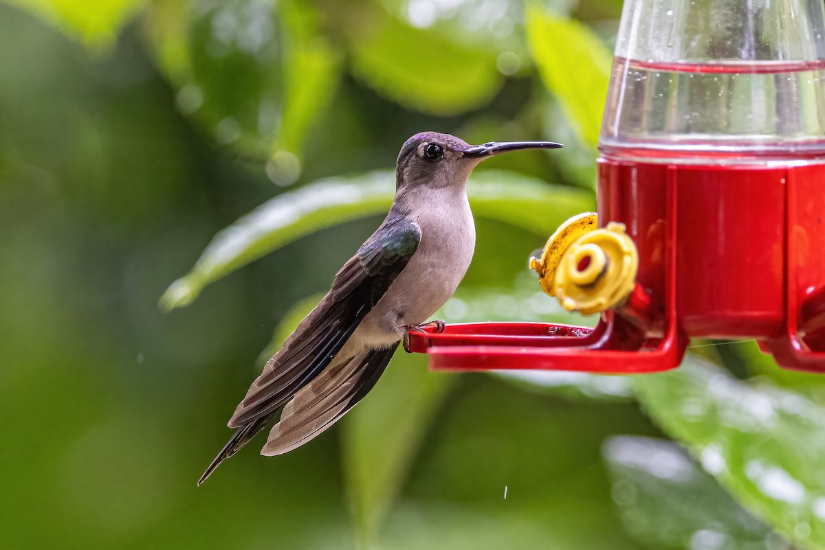 Colibrí Ruiseñor - ML623329836