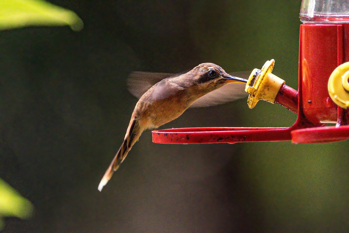 Stripe-throated Hermit - Sandy & Bob Sipe