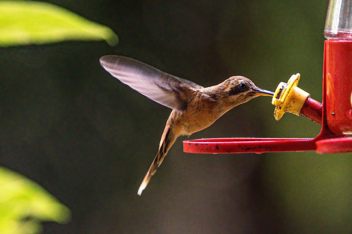 Stripe-throated Hermit - ML623329863