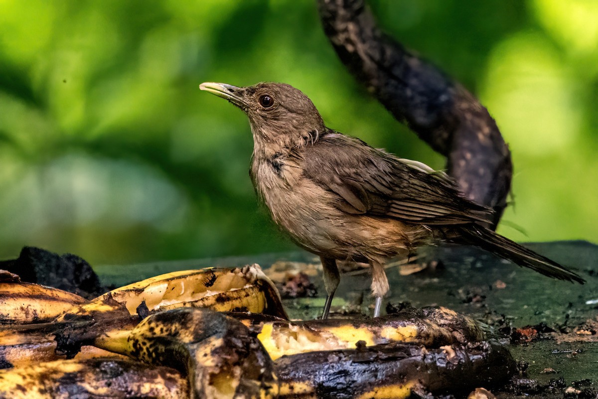 Clay-colored Thrush - ML623329874