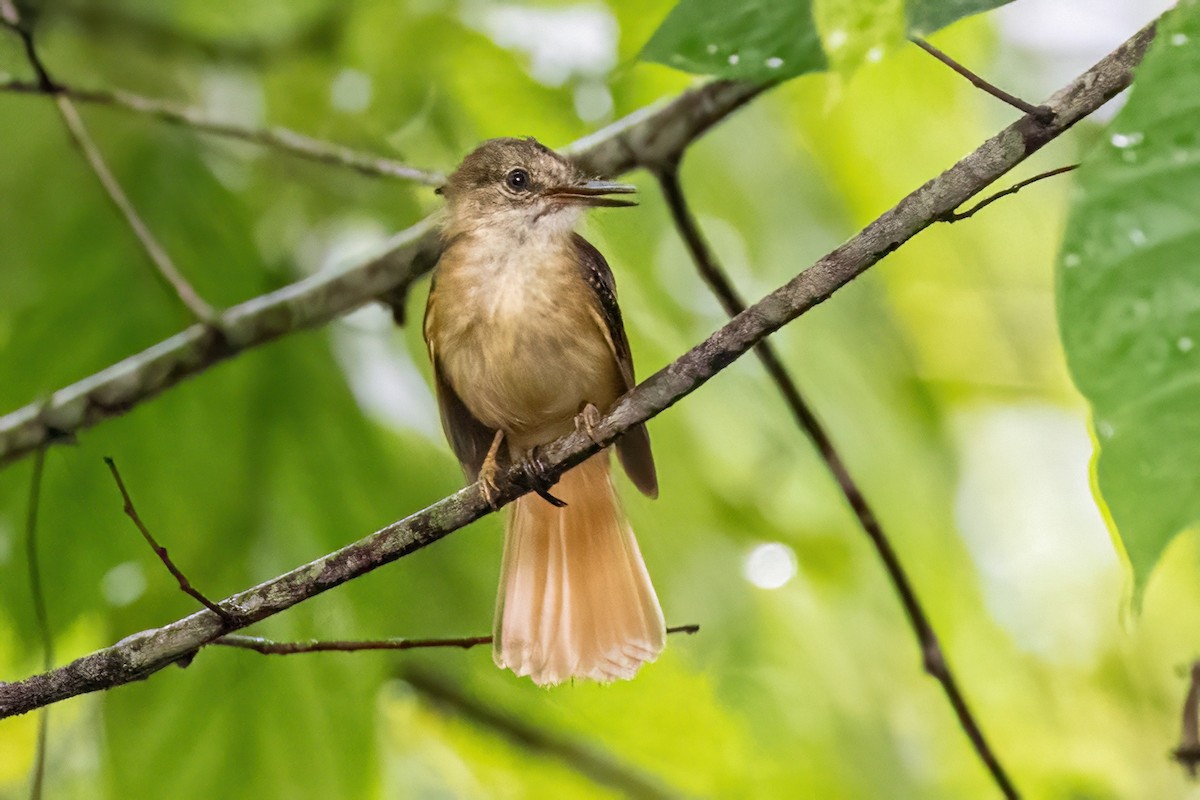 Tropical Royal Flycatcher - ML623329902