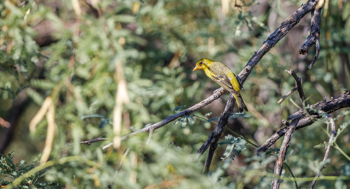 Piranga Carirroja - ML623329913