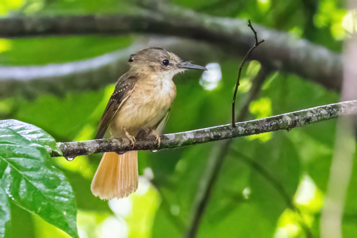 Tropical Royal Flycatcher - ML623329962