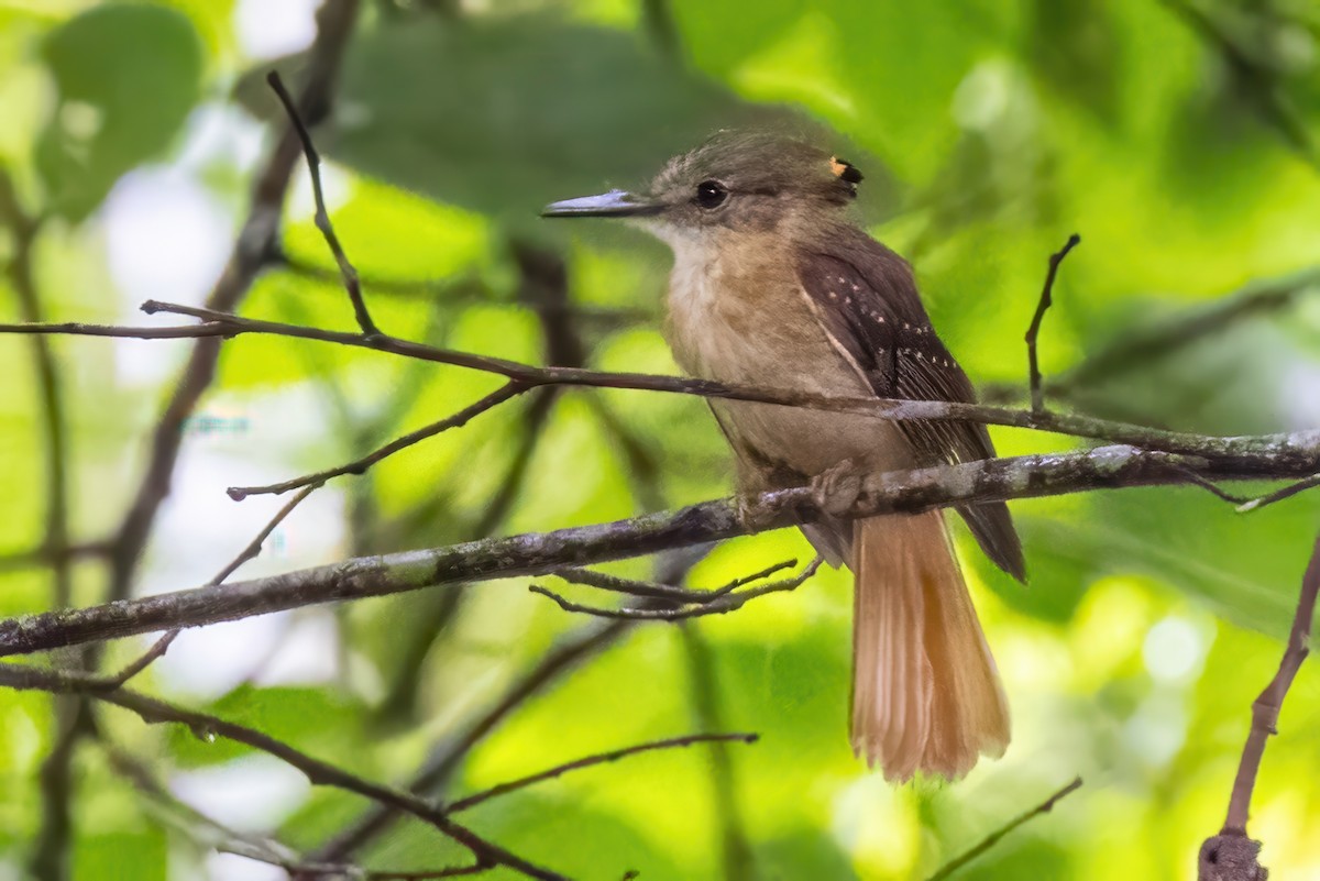 Tropical Royal Flycatcher - ML623329966