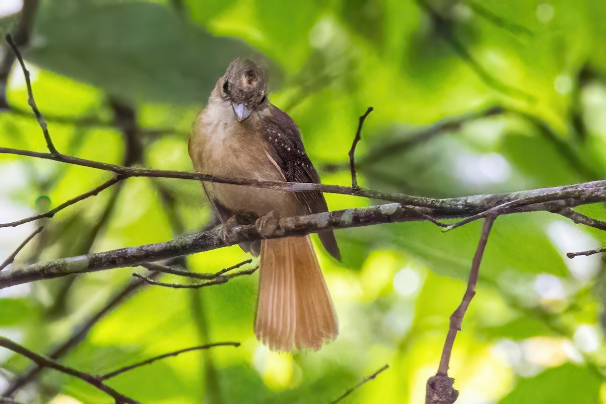 Tropical Royal Flycatcher - ML623329979