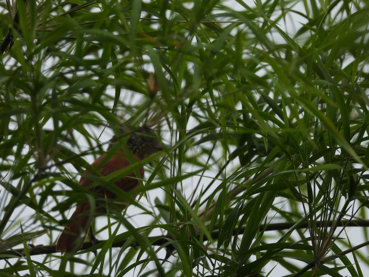 Barred Antshrike - ML623329983