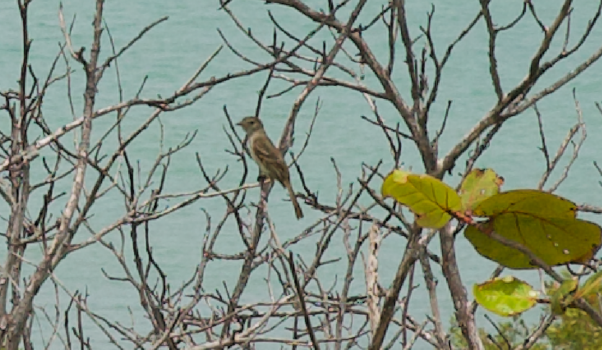 Caribbean Elaenia - ML623329999