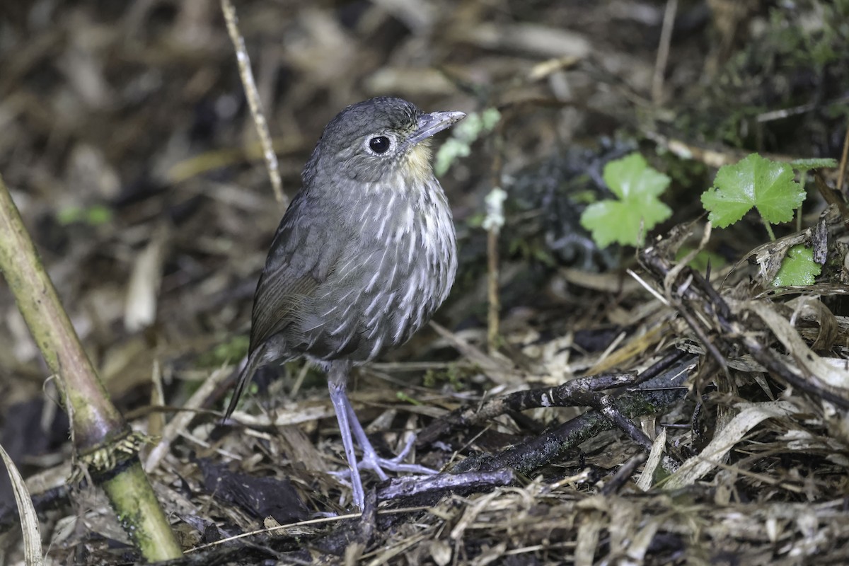 Santa Marta Antpitta - ML623330001