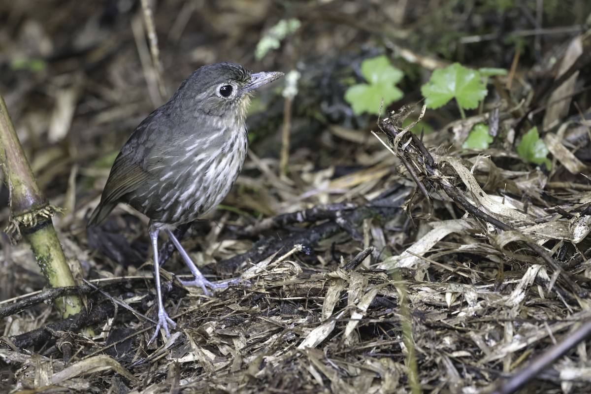 Santa Marta Antpitta - ML623330002