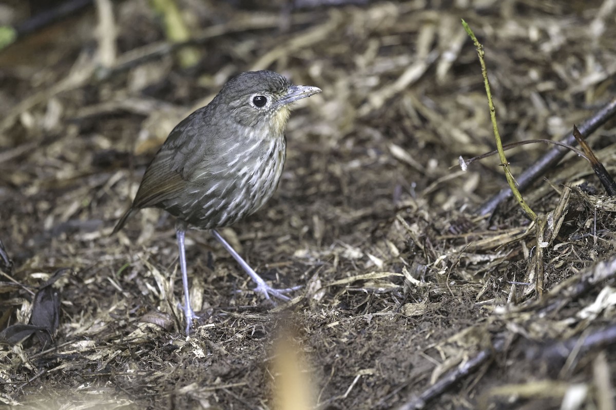 Santa Marta Antpitta - ML623330004