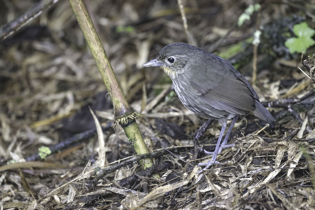 Santa Marta Antpitta - ML623330005