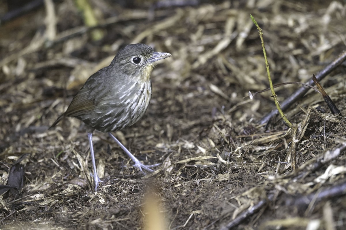 Santa Marta Antpitta - ML623330006