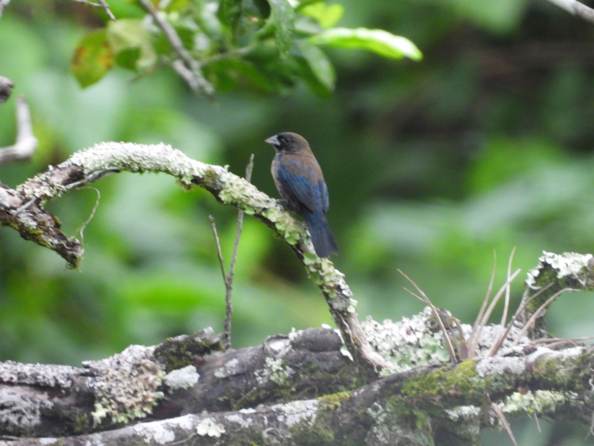 Blue-black Grassquit - ML623330011