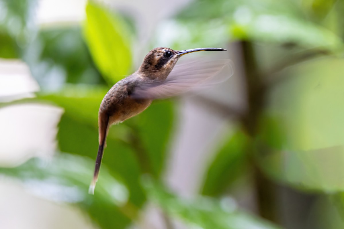 Stripe-throated Hermit - ML623330038