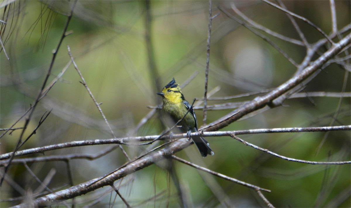 Mésange à dos tacheté - ML623330046