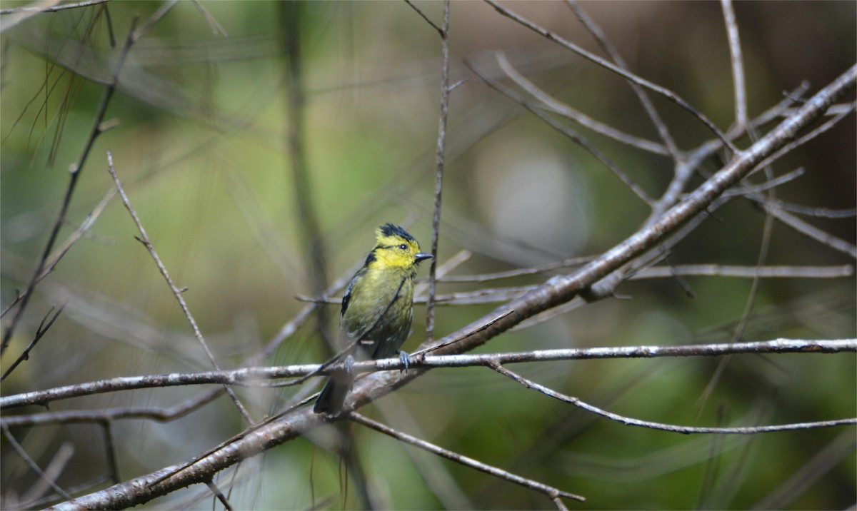 Yellow-cheeked Tit - ML623330047