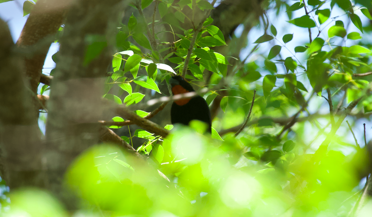 Puerto Rican Bullfinch - ML623330108