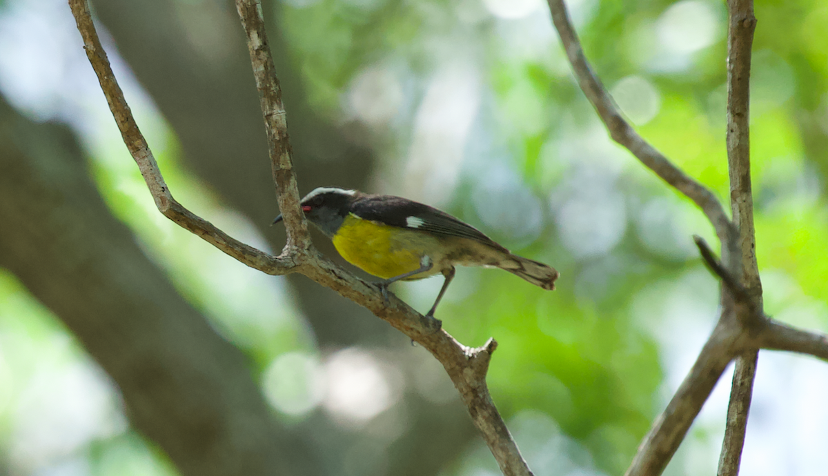 Bananaquit (Puerto Rico) - ML623330109