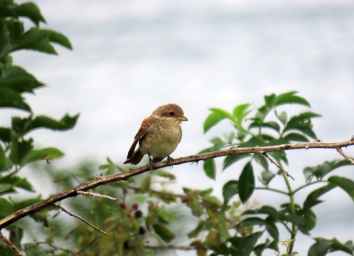 Red-backed Shrike - ML623330150