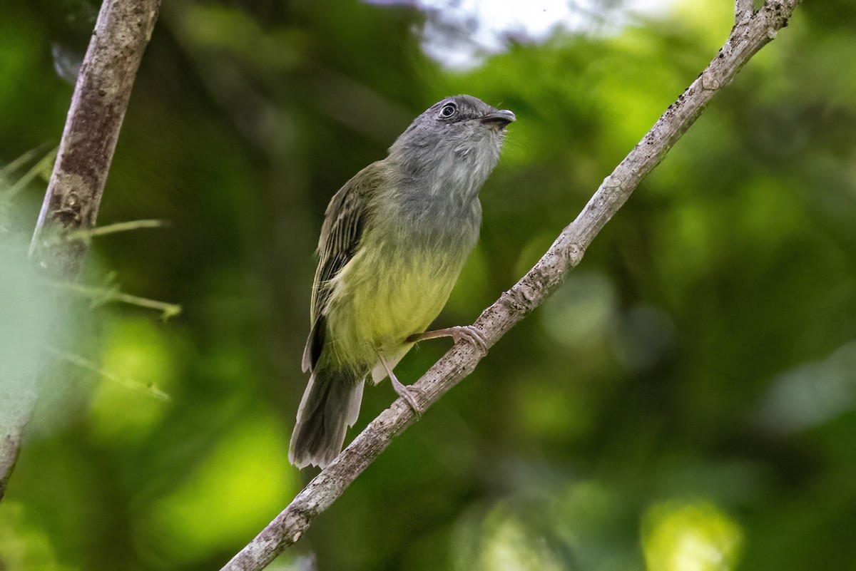 Northern Bentbill - ML623330151