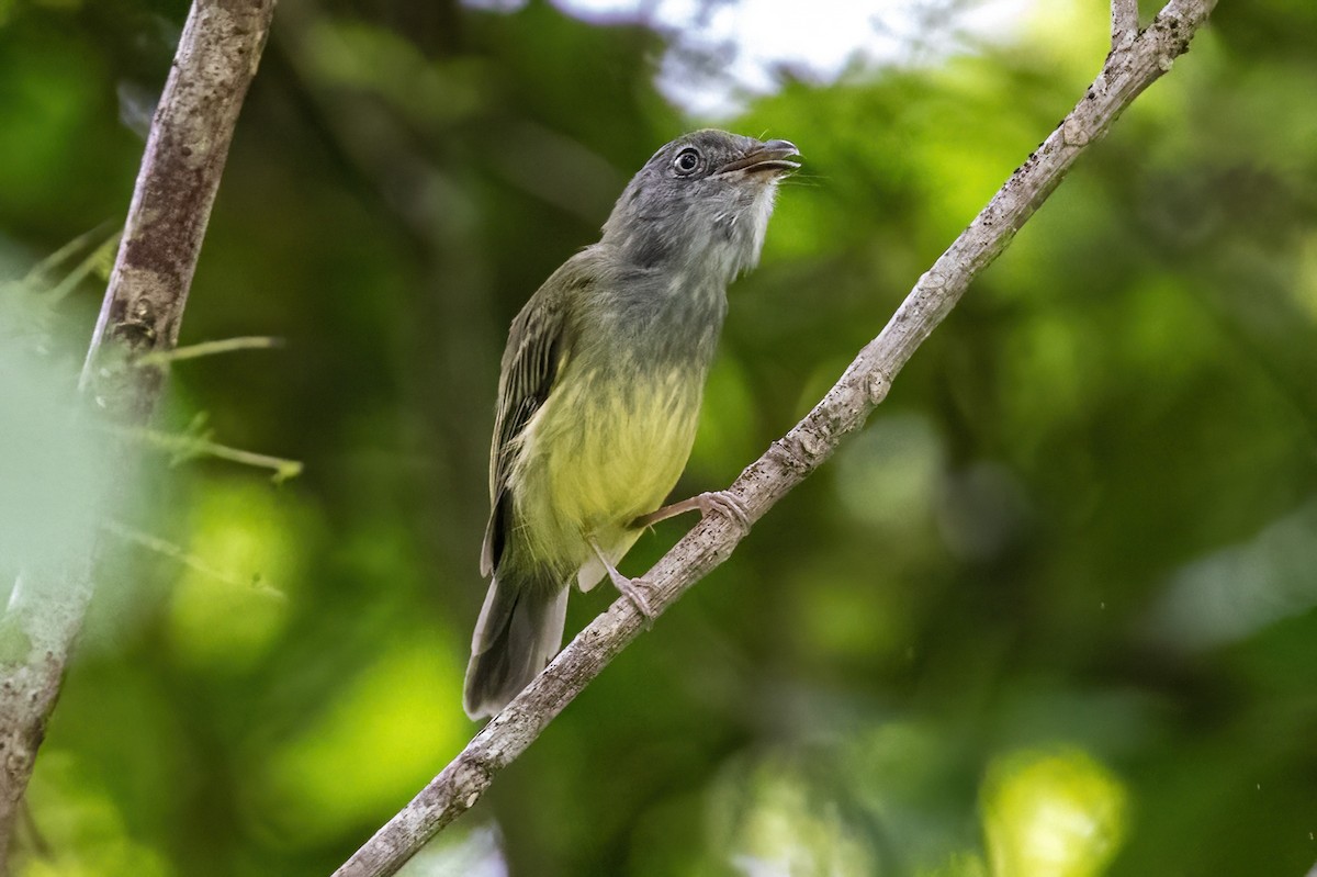 Northern Bentbill - ML623330153