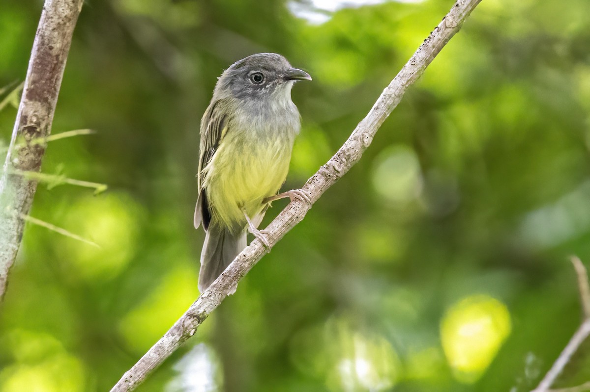 Northern Bentbill - ML623330154