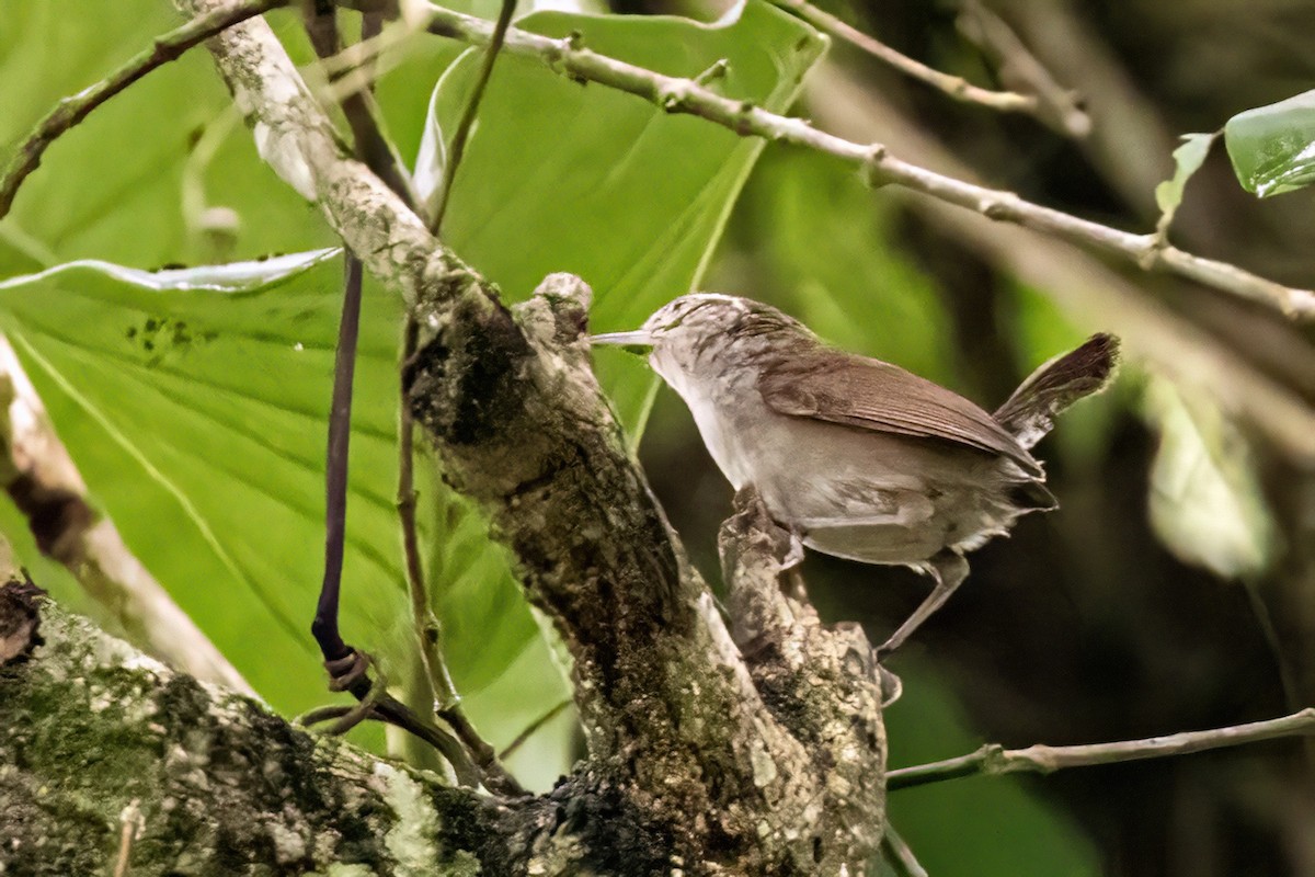 White-bellied Wren - ML623330167