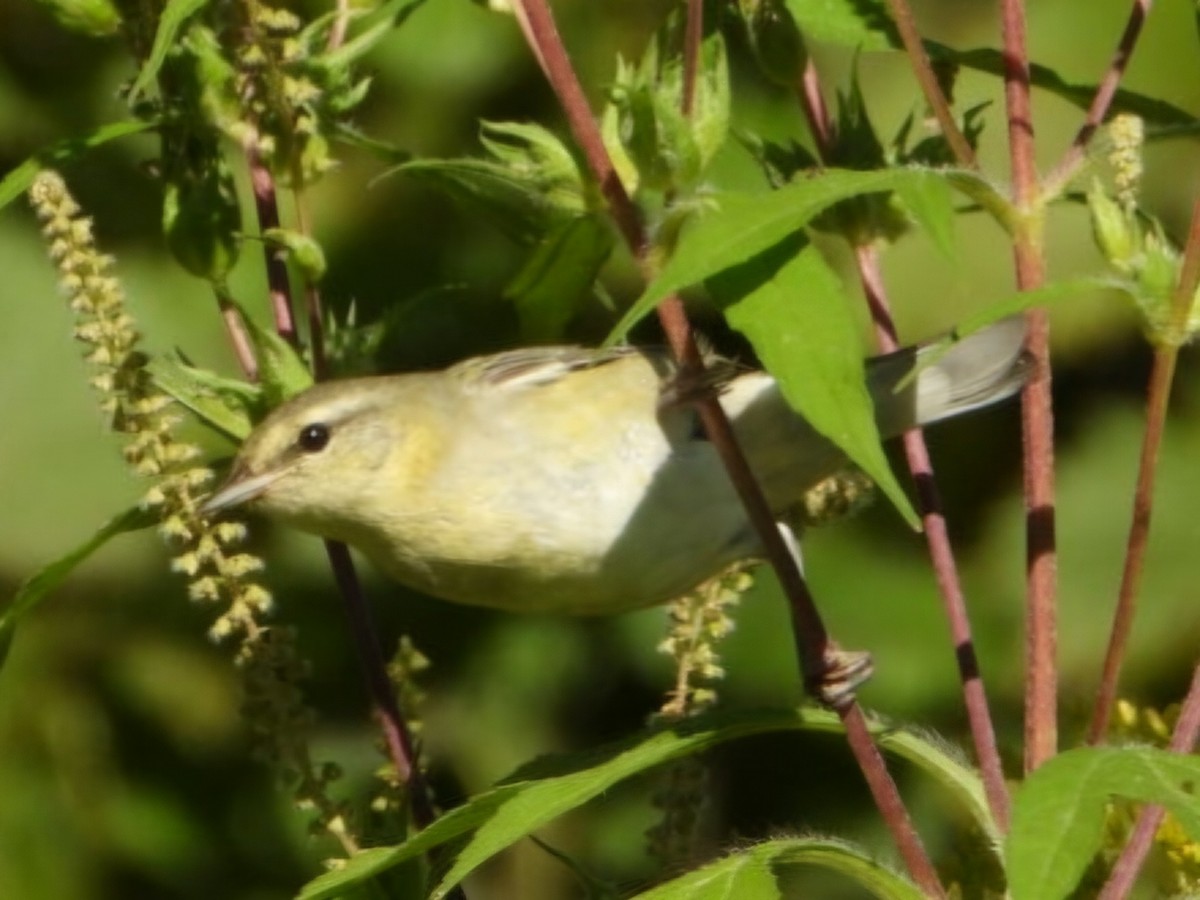 Tennessee Warbler - ML623330204