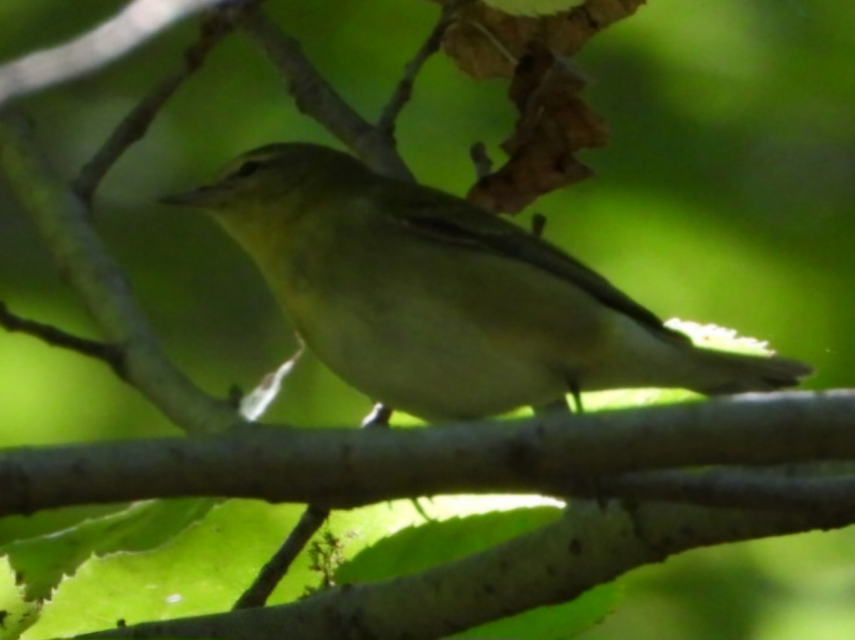 Tennessee Warbler - ML623330205