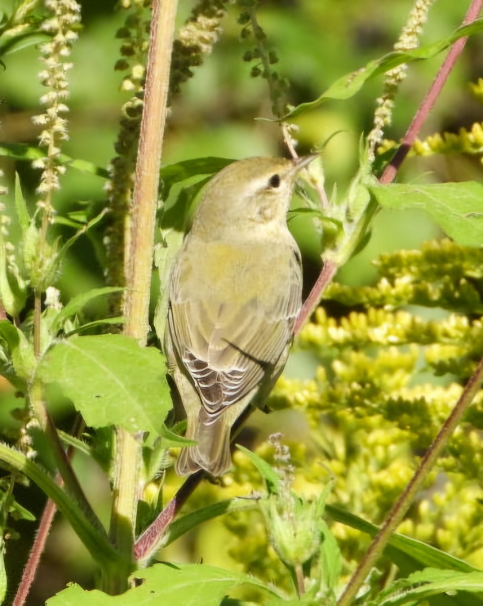 Tennessee Warbler - ML623330206