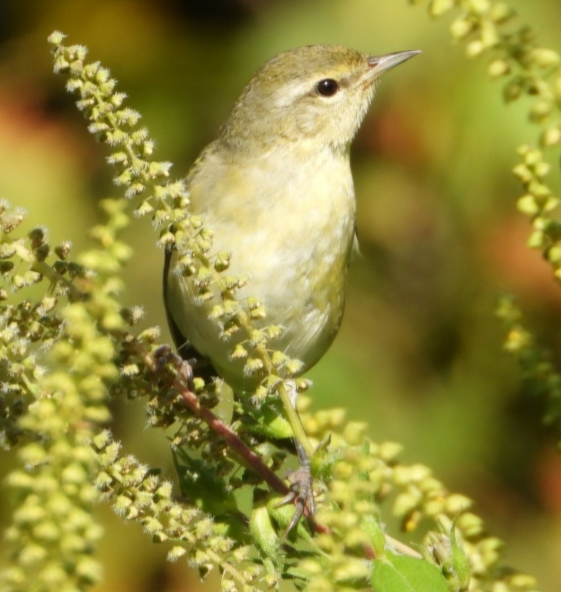 Tennessee Warbler - ML623330207