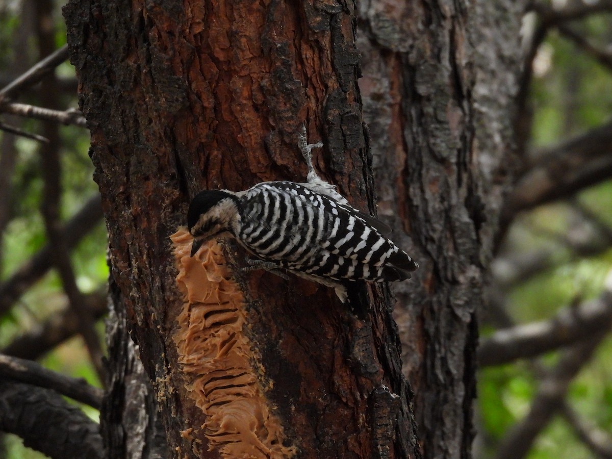 Ladder-backed Woodpecker - ML623330214