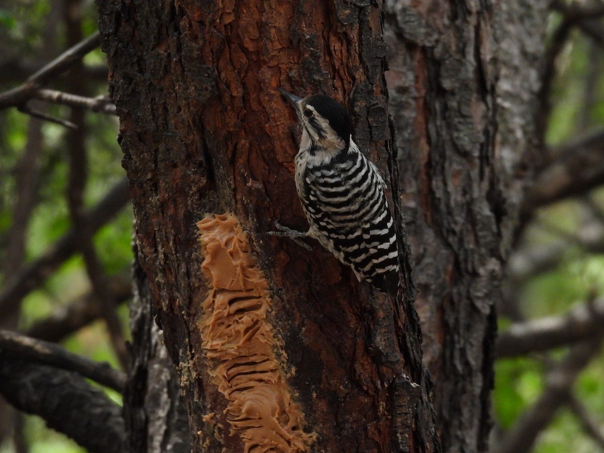 Ladder-backed Woodpecker - ML623330215