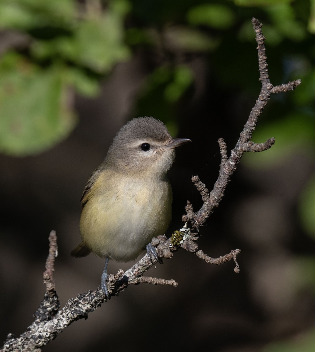 Warbling Vireo - ML623330222