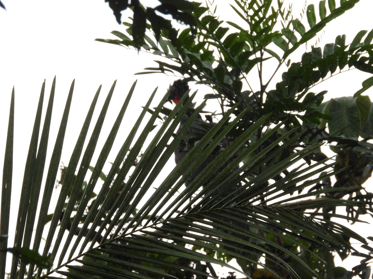 Crested Guan - ML623330228