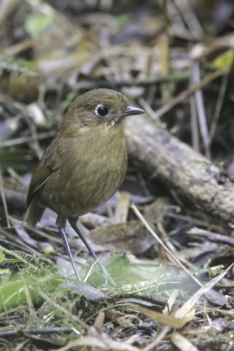 Sierra Nevada Antpitta - ML623330229