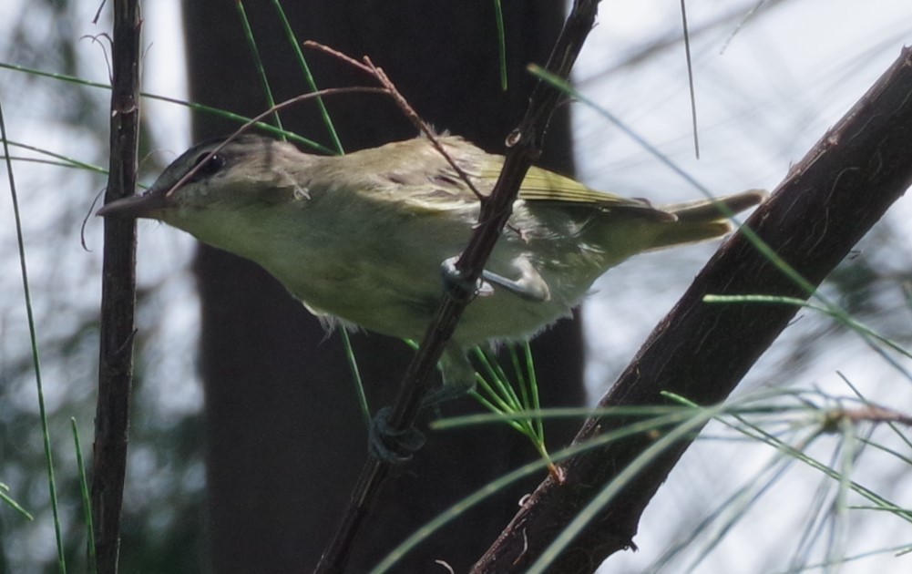 Black-whiskered Vireo - ML623330235