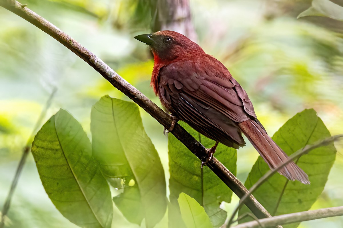 Red-throated Ant-Tanager - Sandy & Bob Sipe