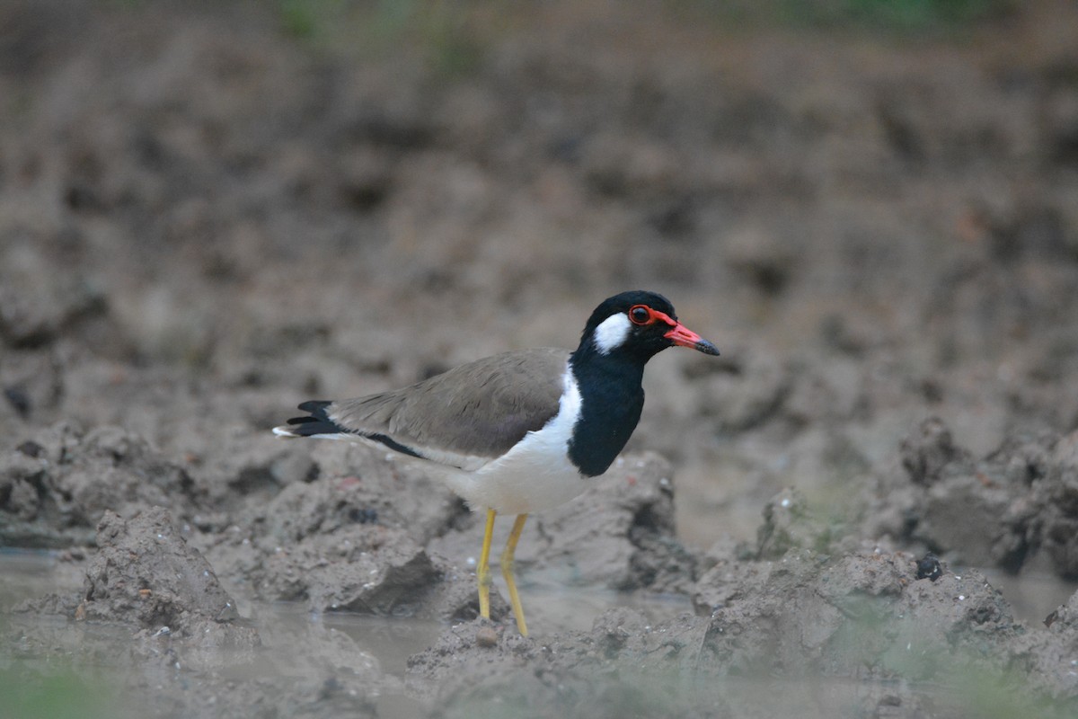 Red-wattled Lapwing - ML623330242