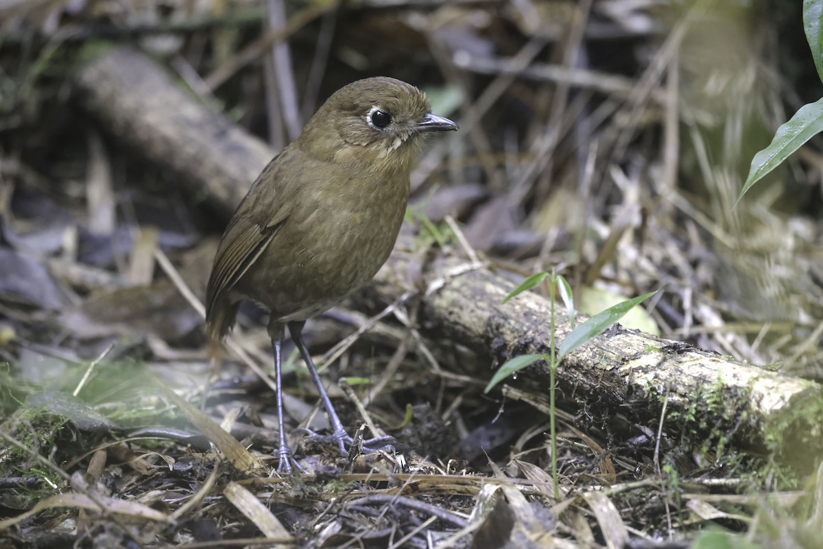 Sierra Nevada Antpitta - ML623330269