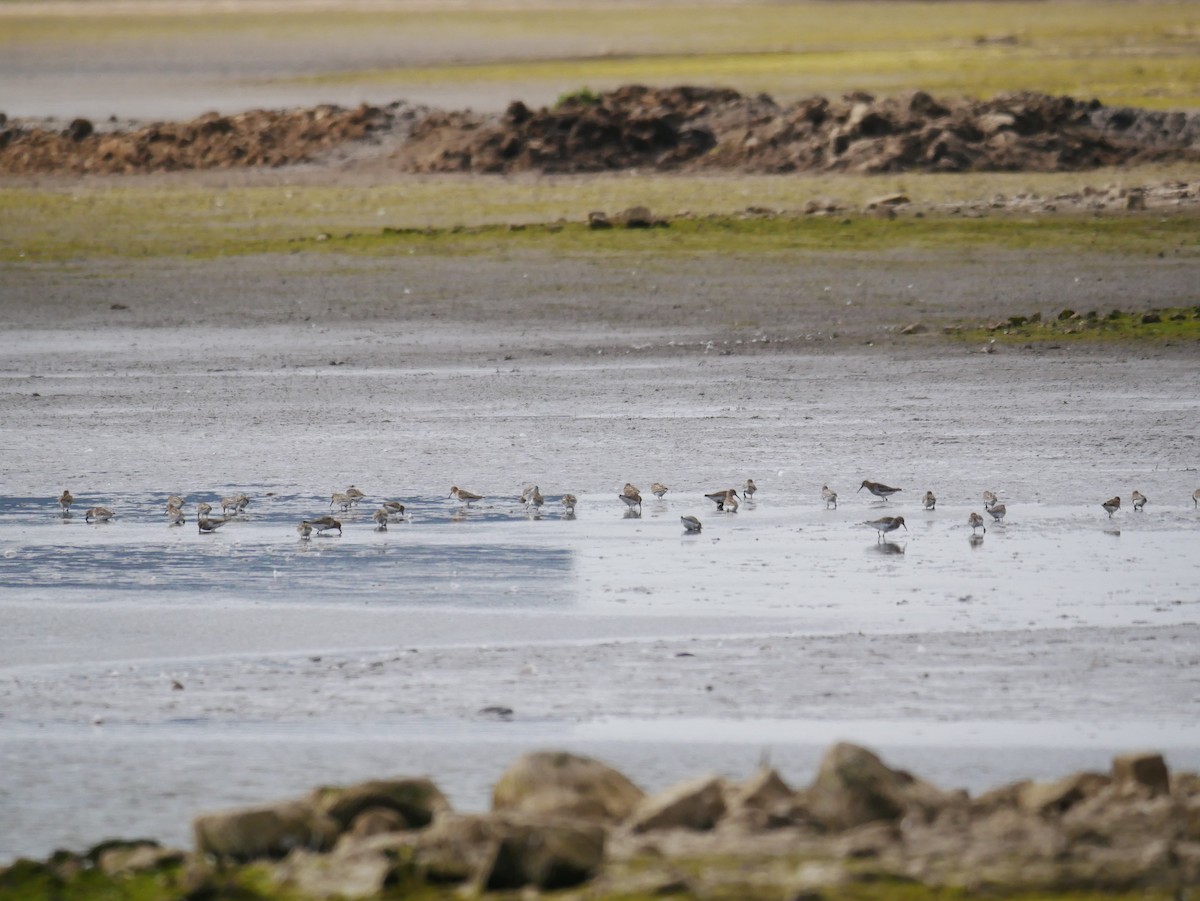 Dunlin - ML623330270