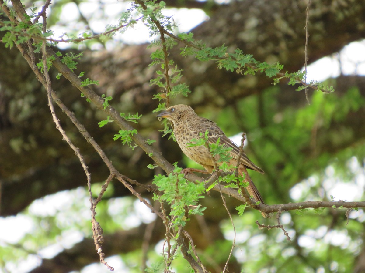 Rufous-tailed Weaver - ML623330271