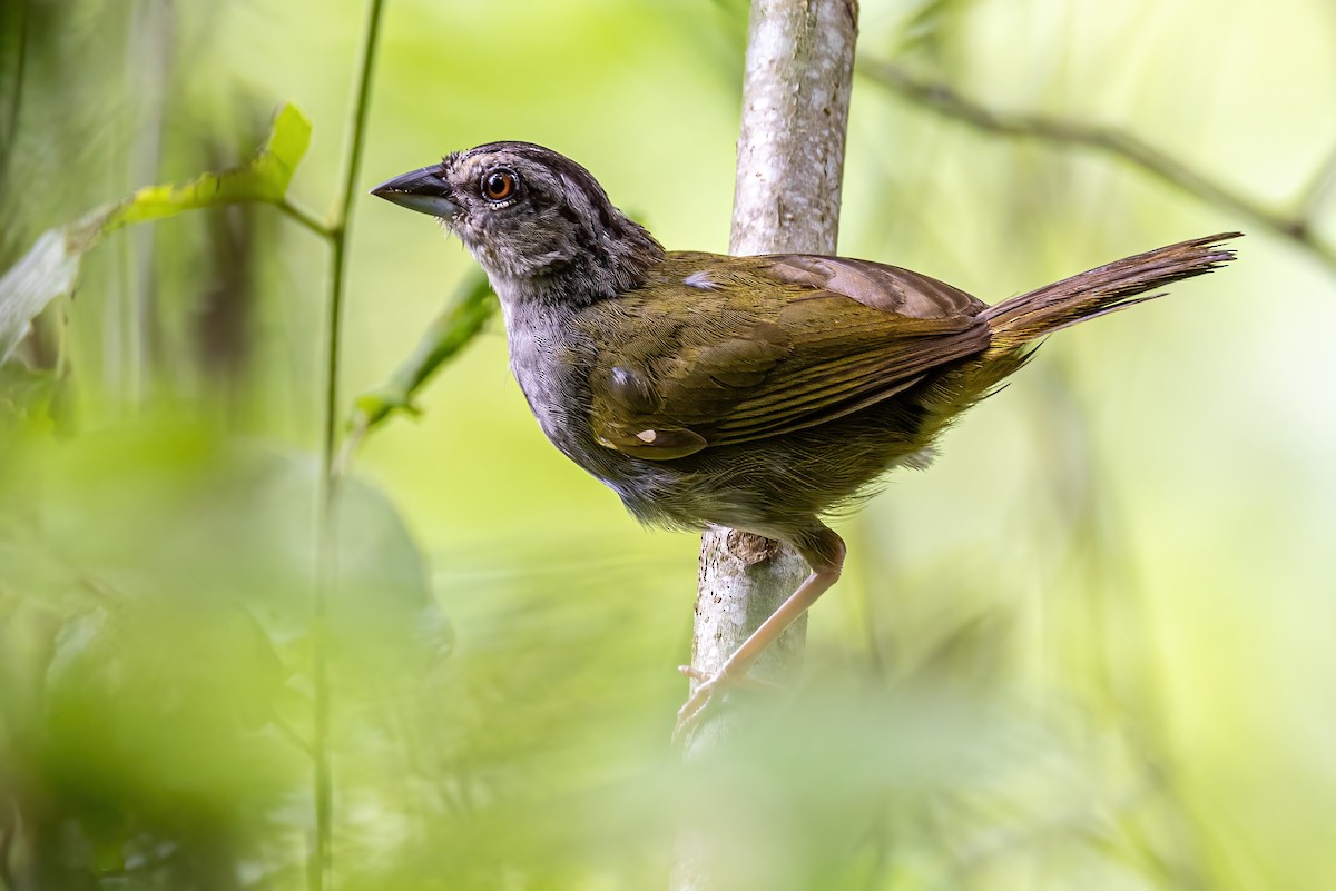 Green-backed Sparrow - ML623330275