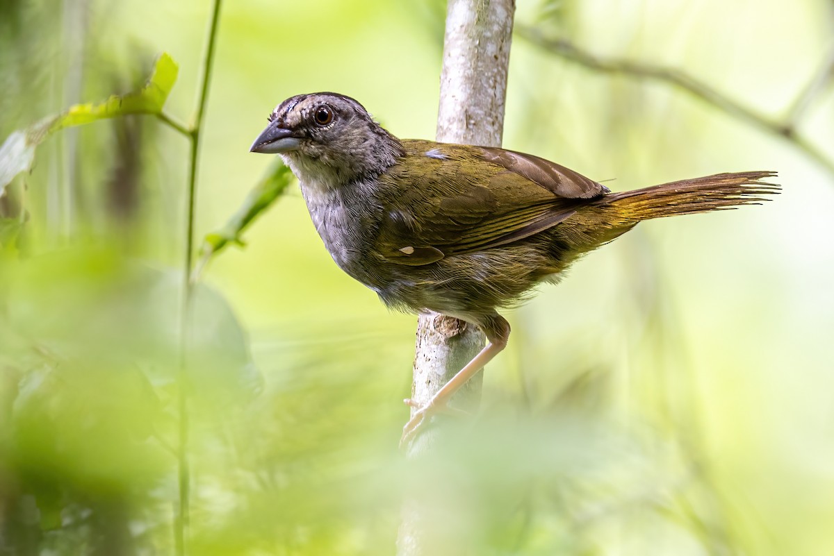 Green-backed Sparrow - ML623330277